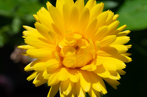 Yellow dahlia flower on a background of greenery.