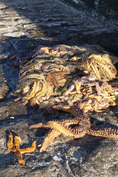 istock Starfishes in quiberon Morbihan 1257411805