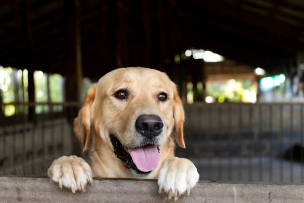 19,888 Funny Labrador Stock Photos, Pictures & Royalty-Free Images - iStock 19,888 Funny Labrador Stock Photos, Pictures & Royalty-Free Images - iStock