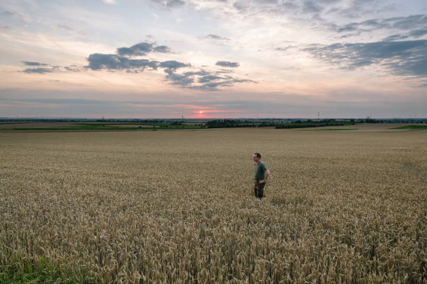 istock Harvesting: farmer stands in a wheat field while sunset 1257411975