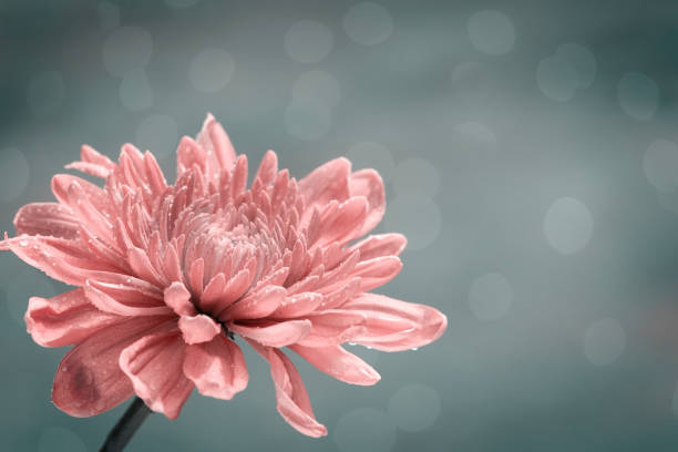 Peach colored Chrysanthemum flower on a soft gray bokeh background