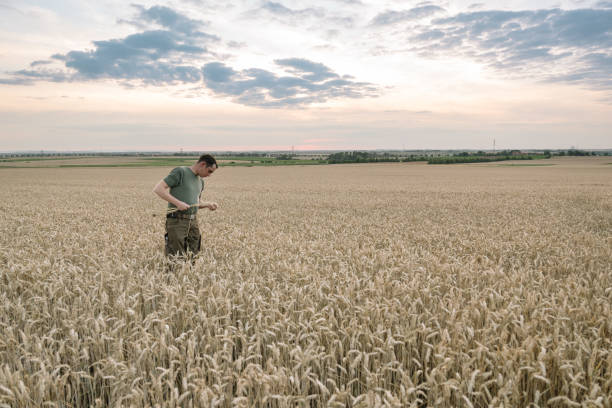 istock Harvesting: farmer stands in a wheat field while sunset 1257412473