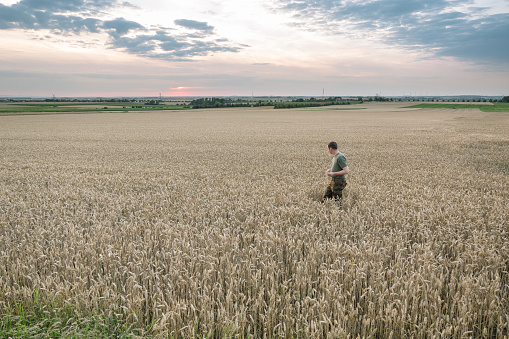 Harvesting: farmer stands in a wheat field while sunset