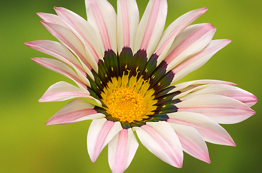 Close Up View Of Beautiful Purple And White Stripped Ghazania Flower With Yellow Color In The Center On Green Blur Background