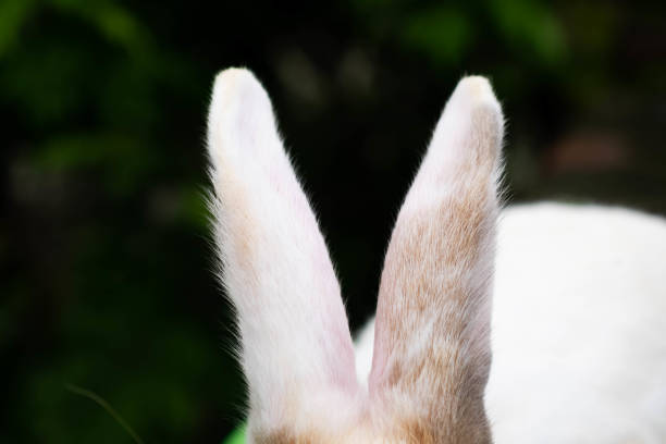 Closeup of Rabbit ears, rabbit's erected ears, vertical ears of Rabbit