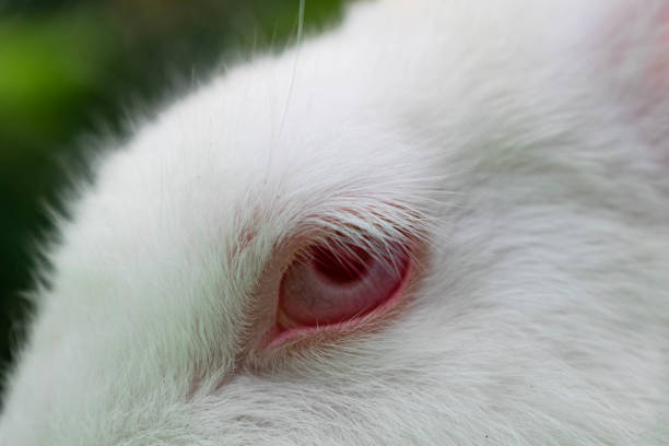 istock Closeup of Rabbit eye, lovely red eye 1257416347