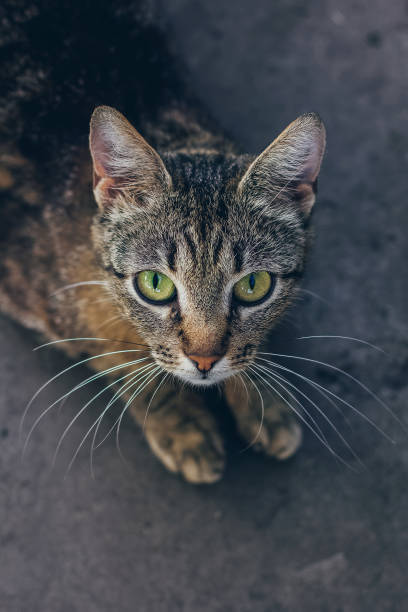 istock Little gray kitten portrait up isolated on white background 1257417195