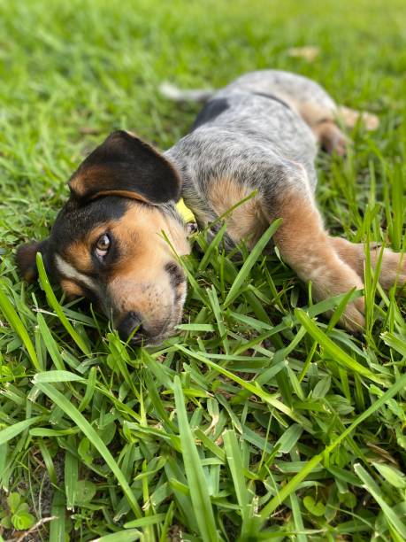 puppy - 4742 imagens e fotografias de stock