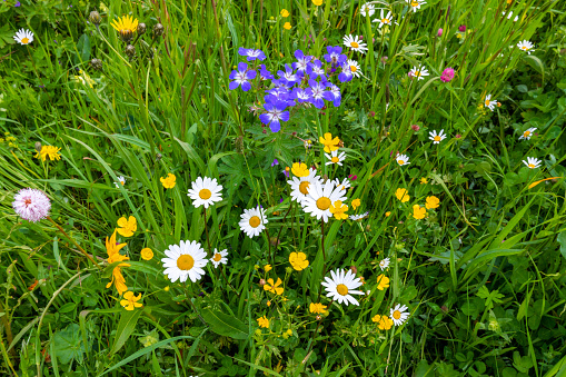 Wild alpine flowers in an alpine meadow in the Italian Dolomites