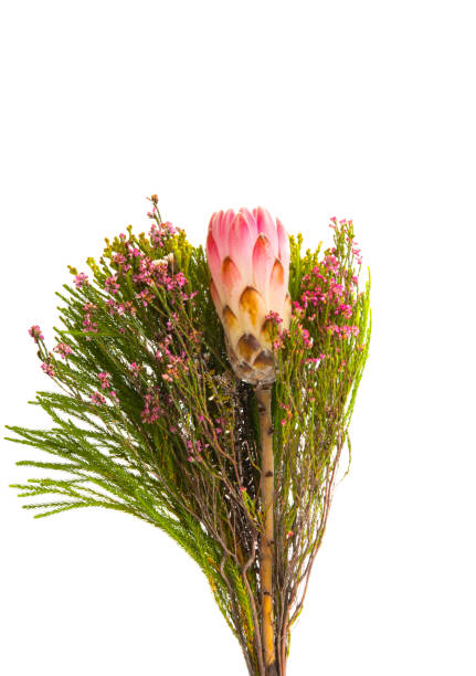 istock bouquet with protea isolated 1257418795