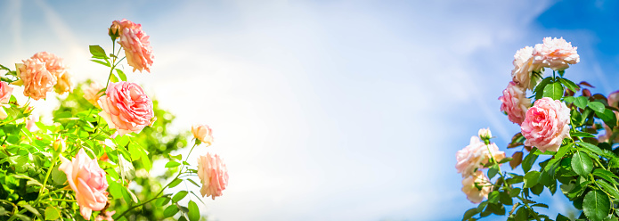 Wide web banner with pink roses over blue sky with sunshine