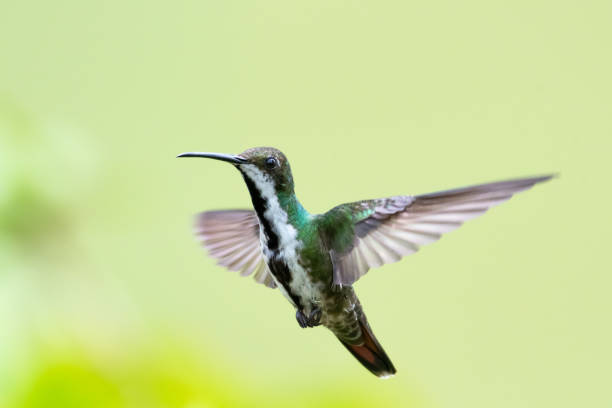 istock A female Black-throated Mango hummingbird with her wings spread 1257420204