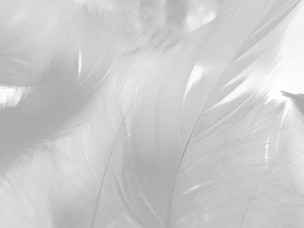 istock Beautiful abstract black feathers on white background and soft white feather texture on white pattern and dark background, gray feather background, black banners 1257420328