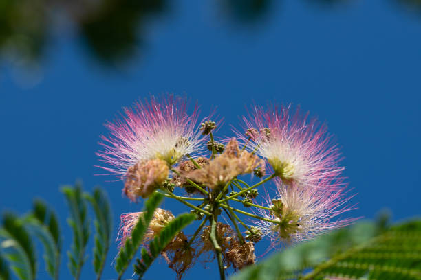 istock Acacia Constantinople flower with natural sky backgroung 1257420570