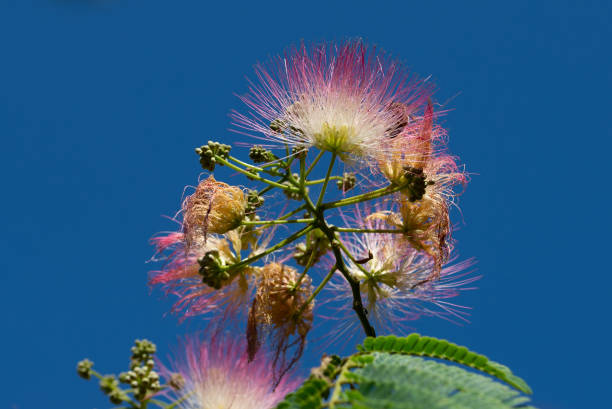 istock Acacia Constantinople flower with natural sky backgroung 1257420633