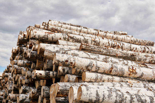 tas de troncs de bouleau abattus contre le ciel - unbarked timber photos et images de collection