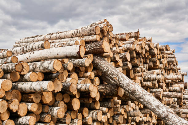 istock many birch logs are stacked in a woodyard before processing or transportation 1257421966