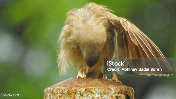 Bird Bowing Stock Photo - Download Image Now - Animal, Animal Body Part, Animal Wildlife