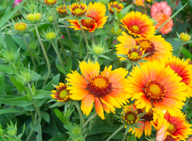 istock Orange flower on background green sheet 1257422279