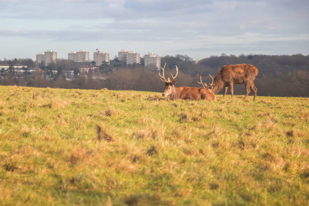 cerendo de veados vermelhos em richmond park, londres - bushy park - fotografias e filmes do acervo