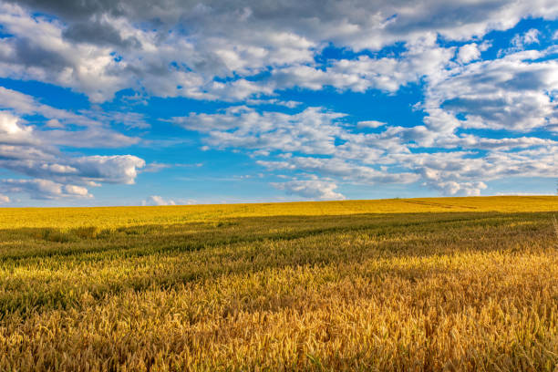 istock Summer landscape Vysocina Czech Republic 1257426587