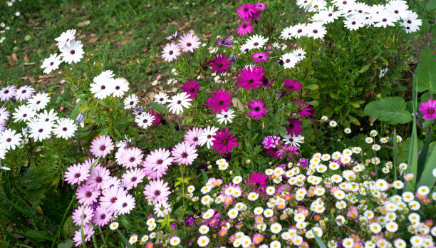 weiße, rosa und lila erigeron und osteospermum blüten nahaufnahme - wildflower spring close up daisy stock-fotos und bilder