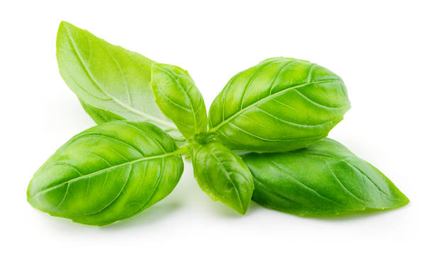 istock Basil isolated. Basil leaf on white. Basil leaves side view. Full depth of field. 1257426654