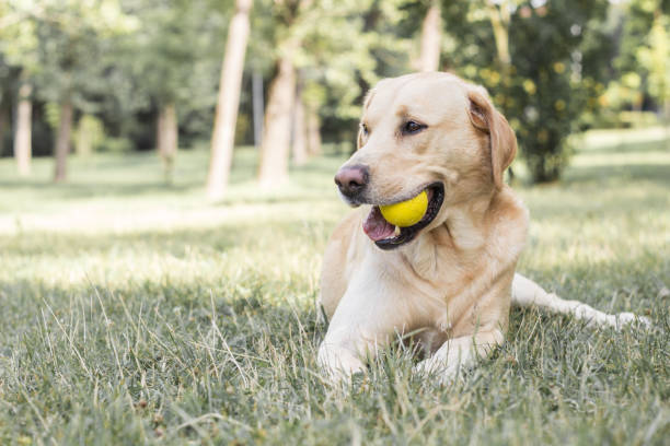 istock Smiling labrador dog in the city park 1257426800