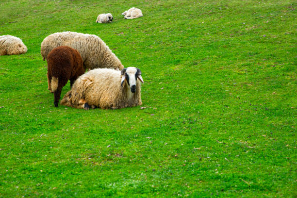 sheep grazing in the meadow