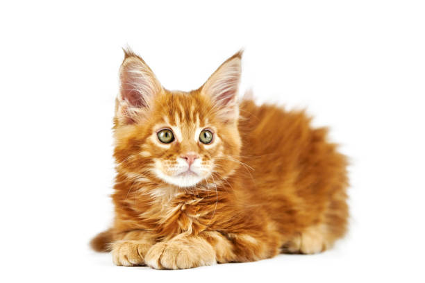 Red maine coon kitten, isolated Red maine coon kitten, isolated. Cute maine-coon cat on white background. Little funny purebred cat with red color. Studio shoot, cut out for design or advertising. short haired maine coon stock pictures, royalty-free photos & images