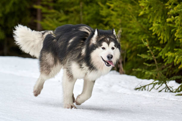 Running Malamute dog on sled dog racing Running Malamute dog on sled dog racing. Winter dog sport sled team competition. Alaskan Malamute dog in harness pull skier or sled with musher. Active running on snowy cross country track road malamute stock pictures, royalty-free photos & images