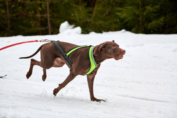 istock Running Pointer dog on sled dog racing 1257427118