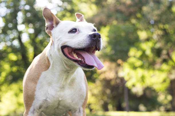 istock Happy Dog Portrait 1257427201