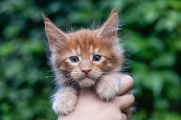 istock A cute maine coon kitten in arms. 1257428245