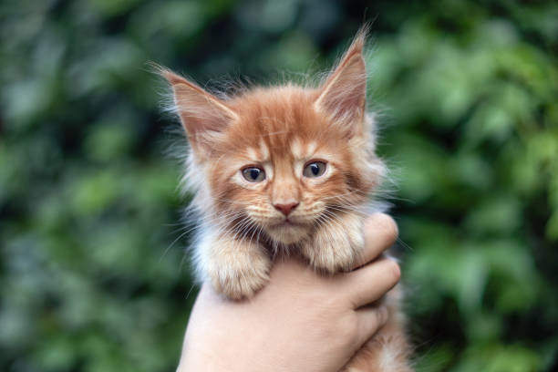istock A cute maine coon kitten in arms. 1257428252
