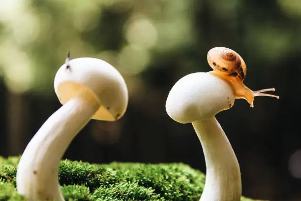 Photo of Snail walking on the mushroom