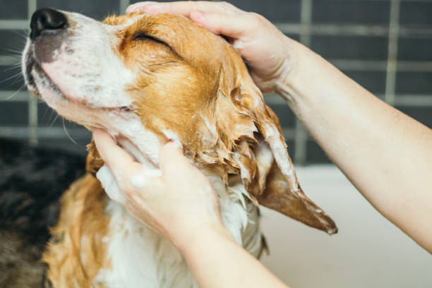 młody pies coraz kąpiel w domu - groomer zdjęcia i obrazy z banku zdjęć