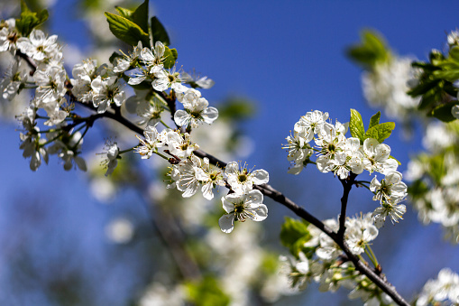 Beautiful spring blossoming plum tree with low dof