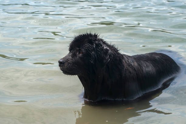 A close-up of a happy Newfoundland dog looking directly at the camera.