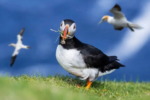 Atlantic puffin (Fratercula arctica) with grass in beak for nest building at burrow on sea cliff top in seabird colony, Scotland, UK