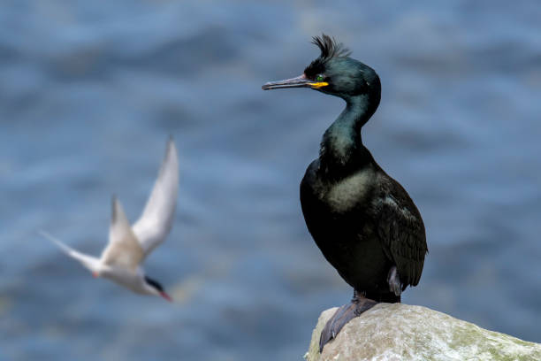 스코틀랜드의 유럽 샤그 / 일반적인 마우 - tern bird arctic tern nature 뉴스 사진 이미지