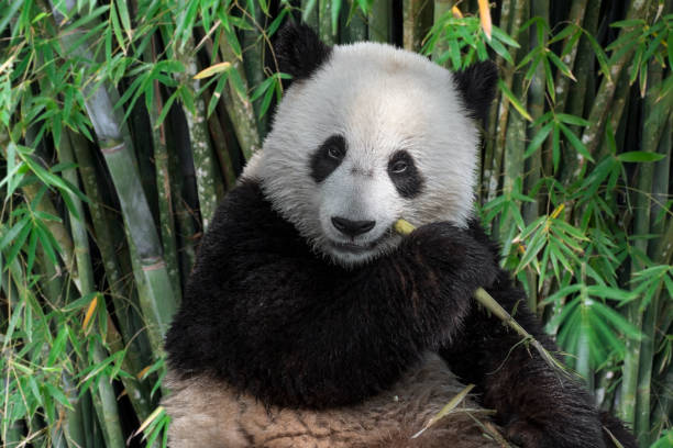 istock Giant panda cub eating bamboo 1257430564