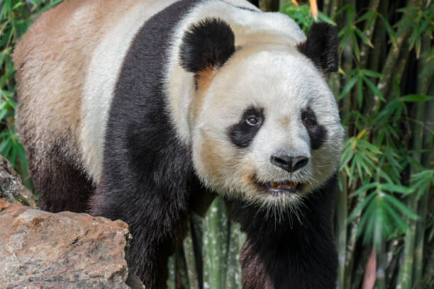 istock Giant panda close up portrait 1257430570