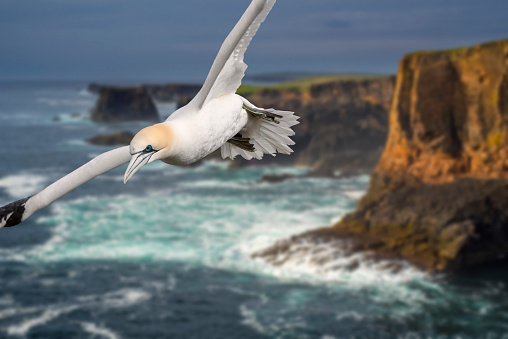 Northern gannet (Morus bassanus) flying in front of sea cliffs at Eshaness at during approaching storm, Northmavine, Shetland Islands, Scotland, UK