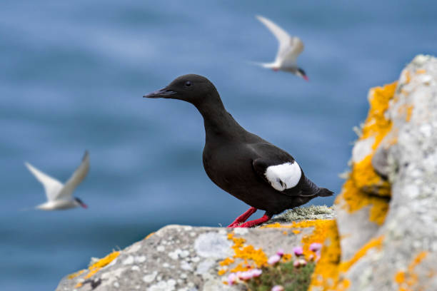 istock Black guillemot in Scotland 1257430648