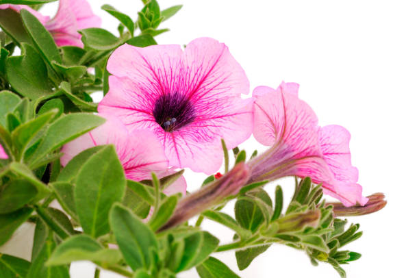 istock Bouquet of flowers sulfinia. 1257430922