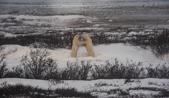 Polar bear swimming in Arctic Ocean . Wild animal in the sea