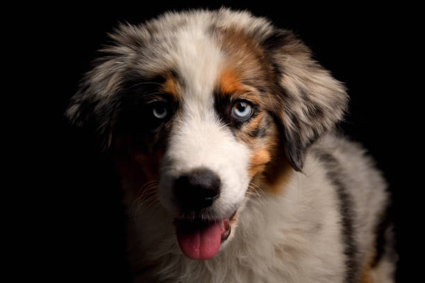 istock Cute puppy Australian Shepherd shows tongue 1257431849