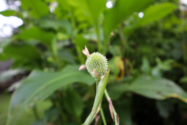 istock Canna Tuerckheimii flower initial developing stage with round spiky seed coat. Close up of green canna lily seed pods. 1257431922