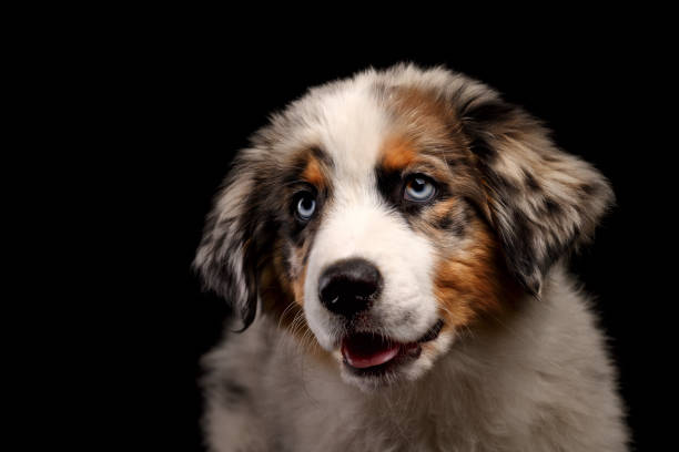 Puppy of Australian shepherd